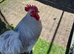 Lavender Pekin Bantam cockerel