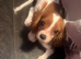 King Charles spaniel