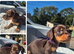PRA CLEAR MINIATURE DACHSHUND GIRLS