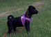 Gorgeous Sprite is ready for her home!