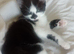 Kittens need a forever home