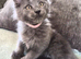 Maine coon pedigree kittens