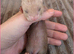 5 Jill kits