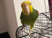 Double yellow headed amazon male
