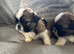 Shih Tzu pups