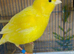 I have some pairs of canaries for sale