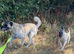Kangal pup’s