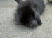 Mini lion lop bunnies READY NOW