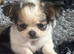 2 female pomchi