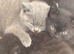 4 male kittens