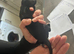 Springador puppies