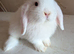 Mini lops ready now