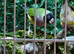 Proven Pair of Gouldians / Young Pair / Proven hen