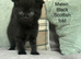 Scottish fold and straight kittens