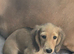 2 female miniature daschund puppies