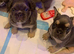 Isabella Lilac and Tan Fluffy French Bulldog Puppies