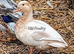 Apricot Call Duck Female