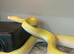Golden Child Purple Snow Dwarf Reticulated Python at Birmingham Reptiles