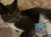Beautiful fluffy kittens