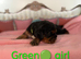 Health Tested Cavalier King Charles