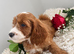 Beautiful Cockapoo puppies looking for loving homes! ️