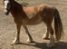 Silver bay dappled filly