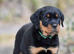 UK’s Finest Rottweiler Puppies