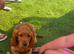Gorgeous F1 cockapoo puppies