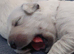 KC registered golden retriever puppies