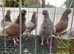 Figuritas to go show quality birds