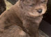 Beautiful Merle chow chow puppies