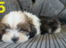 1 stunning imperial shih tzu boy READY TO LEAVE