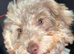 Desperately searching for new home cavapoo dapple colour 14 weeks