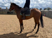 Stunning t.b gelding 15.3 / 16
