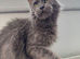 Blue Maine coon boy