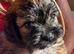 Jug puppy for sale