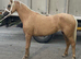 5 year old project mare