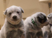 Australian Cattle Dog Puppies