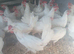 White star laying hens