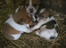 Tw beautiful working jackrussel puppies