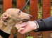 Romeo italian greyhound Russian Import for stud