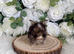 Vaccinated Pedigree English Angoras  xxx