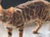 bengal girl