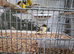 Budgies