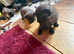 2 half Russian blue kittens!