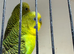 Black wing double factor breeding pair