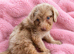 Labradoodle F1B Health clear pups