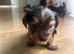 Yorkshire terrier puppy girls