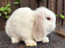 Mini Lops: ready to leave