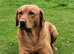 Beautiful fox red Labrador pups